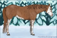 Horse Color:Chestnut  and Chestnut Splash 