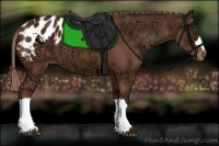 Horse Color:Chestnut Ice Appaloosa 