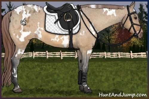 Horse Color:White Spotted Bay Dun Appaloosa 