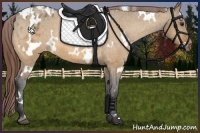 Horse Color:White Spotted Bay Dun Appaloosa 