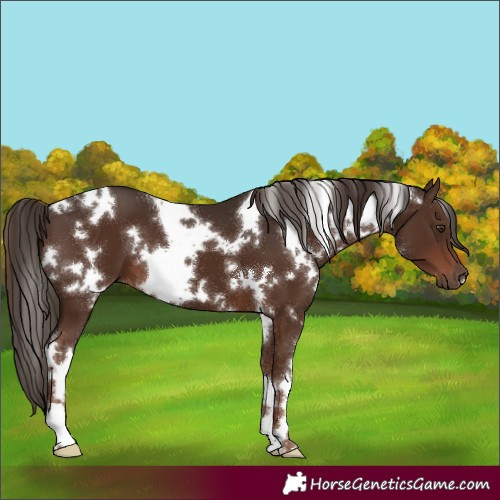 Horse Color:White Spotted Liver Chestnut