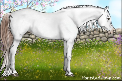 Horse Color:Red Dun Appaloosa 