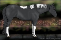 Horse Color:Black Tobiano 