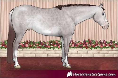 Horse Color:White Spotted Chocolate Sable Champagne Chinchilla Frame 