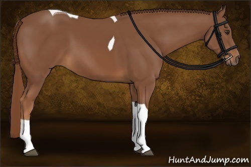 Horse Color:Chestnut Tobiano