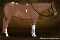 Horse Color:Chestnut Tobiano