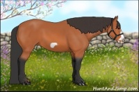 Horse Color:Bay Frame 
