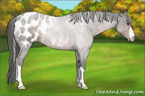 Horse Color:Liver Chestnut Appaloosa 
