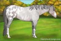 Horse Color:Liver Chestnut Near Leopard 