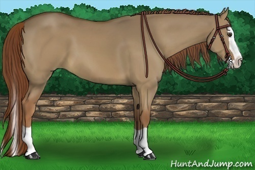 Horse Color:Red Dun Splash 