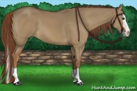 Horse Color:Red Dun Splash 