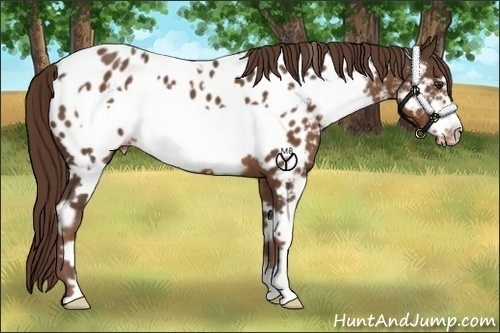 Horse Color:White Spotted Liver Chestnut Frame Appaloosa 
