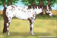 Horse Color:White Spotted Liver Chestnut Frame Appaloosa