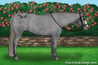 Horse Color:Smoky Black Appaloosa Rabicano 