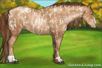 Horse Color:Brown Roan Pearl Appaloosa  and Gray Sable Champagne Pearl Sabino 