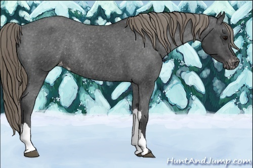 Horse Color:Smoky Black Varnish Rabicano