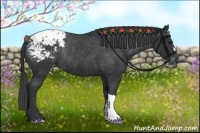 Horse Color:Black Appaloosa Rabicano 
