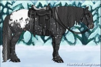 Horse Color:Black Appaloosa