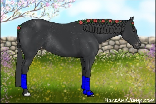 Horse Color:Black Appaloosa Rabicano 