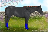Horse Color:Black Appaloosa Rabicano 
