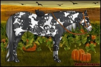 Horse Color:Black Splash Tobiano