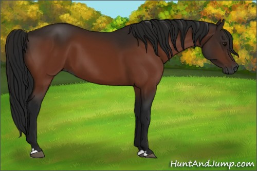 Horse Color:Gray Bay 