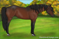 Horse Color:Gray Bay 