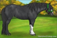 Horse Color:Black Varnish Rabicano