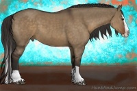 Horse Color:Liver Red Dun Splash