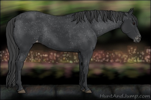 Horse Color:Black Appaloosa Rabicano 