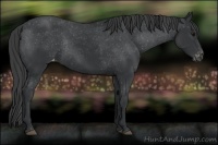 Horse Color:Black Appaloosa Rabicano 