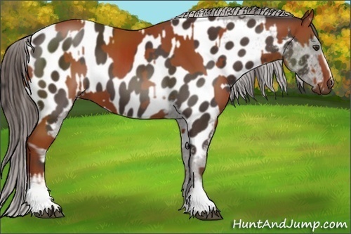 Horse Color:White Spotted Bay Sabino  and White Spotted Liver Chestnut Sabino Near Leopard 