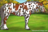 Horse Color:White Spotted Bay Sabino  and White Spotted Liver Chestnut Sabino Near Leopard 