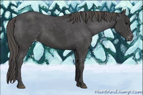 Horse Color:Smoky Black Varnish Rabicano 