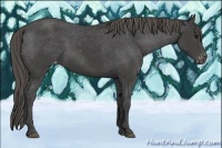 Horse Color:Smoky Black Appaloosa Rabicano 