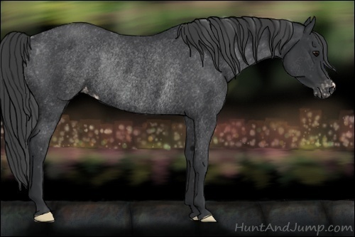 Horse Color:Black Varnish Rabicano 