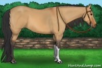 Horse Color:Bay Dun