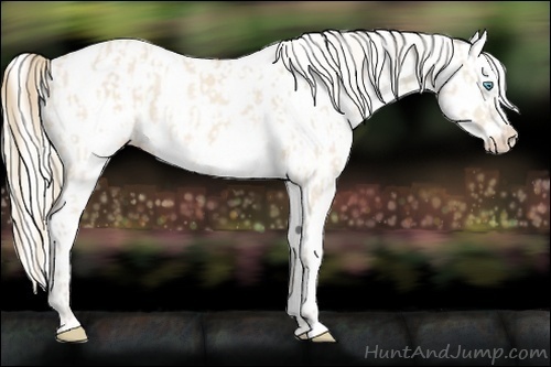 Horse Color:Perlino Appaloosa  and Silver Perlino Appaloosa 