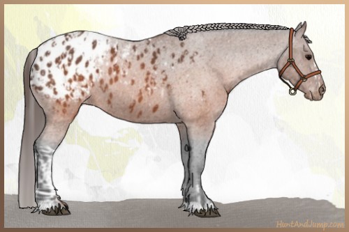 Horse Color:Brown Appaloosa  and Brown Roan Appaloosa 