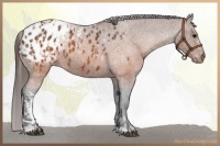 Horse Color:Brown Appaloosa and Brown Roan Appaloosa