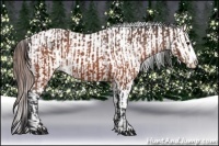 Horse Color:Brown Appaloosa  and Brown Frame Appaloosa 
