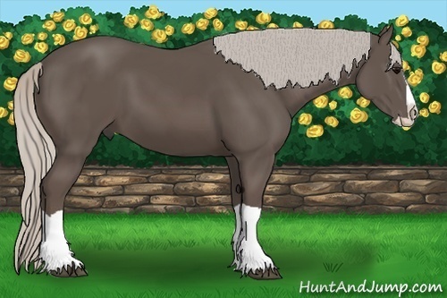 Horse Color:Silver Black Splash
