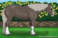 Horse Color:Silver Black Splash