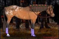 Horse Color:Buckskin Appaloosa  and Buckskin 