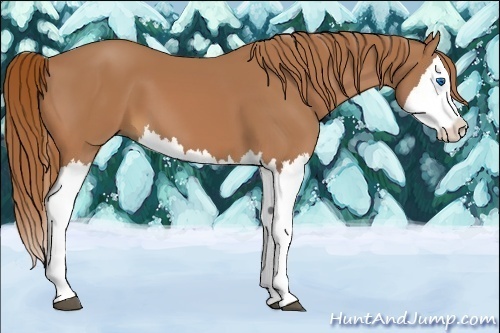 Horse Color:Chestnut Splash 