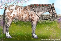 Horse Color:Brown Appaloosa  and Sable Champagne Appaloosa 