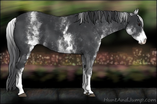 Horse Color:White Spotted Black