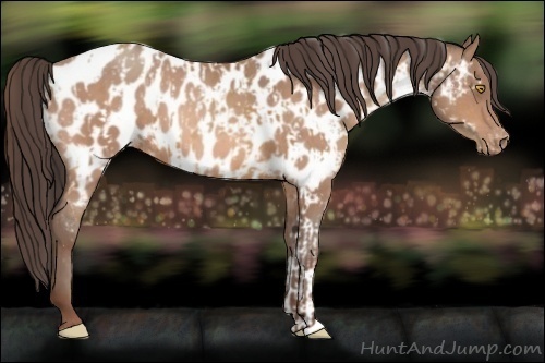 Horse Color:Amber Champagne Appaloosa  and Amber Champagne Appaloosa 