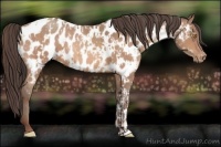 Horse Color:Amber Champagne Appaloosa  and Amber Champagne Appaloosa 