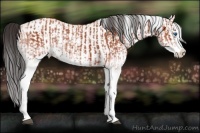 Horse Color:White Spotted Bay Splash Rabicano and White Spotted Bay Splash Rabicano